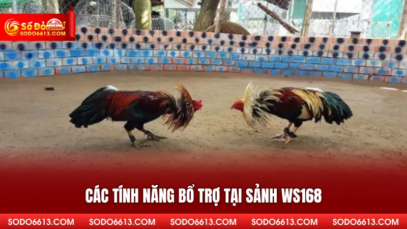 Sảnh WS168 Sodo66 - Tận Hưởng Sự Bùng Nổ Cùng Các Chiến Kê