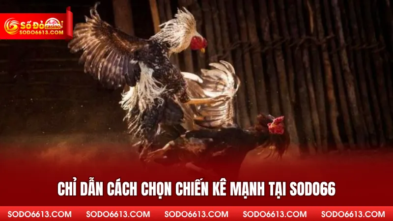 Chỉ dẫn cách chọn chiến kê mạnh tại Sodo66