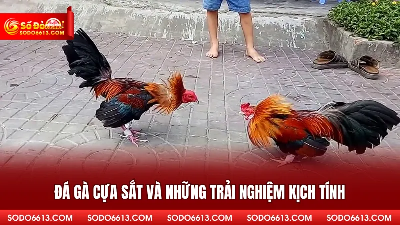 Đá Gà Cựa Sắt - Hướng Dẫn Chọn Chiến Kê Mạnh Trên Sodo66