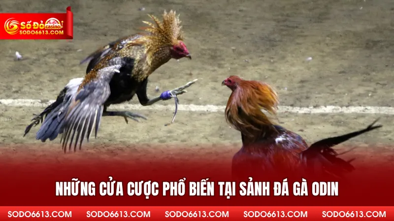 Sảnh Đá Gà ODIN - Tham Gia Kê Trường Kịch Tính Tại Sodo66