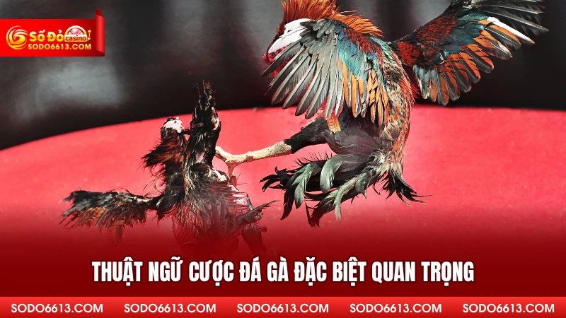 Thuật Ngữ Cược Đá Gà Sodo66 - Từ Điển Cá Cược Hữu Ích