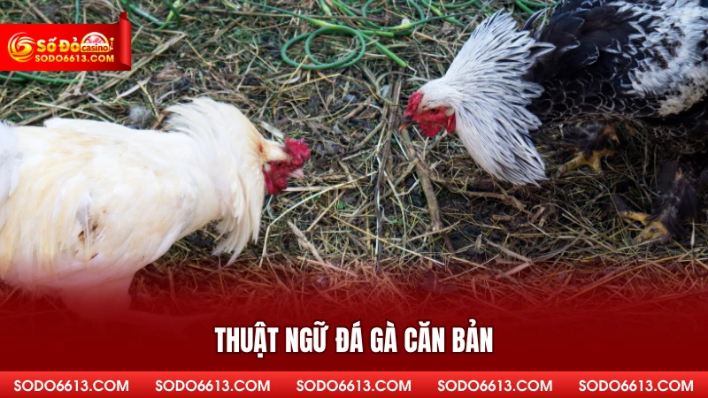 Thuật ngữ đá gà căn bản