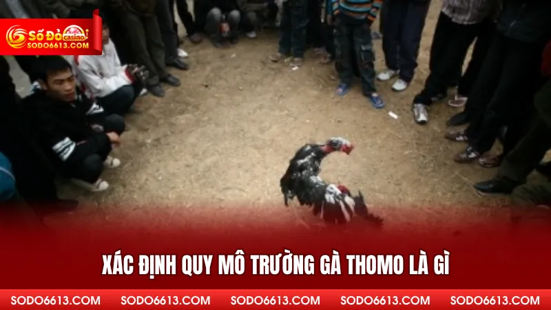 Trường Gà Thomo Là Gì - Khái Niệm Và Đặc Điểm Tại Sodo66